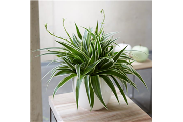 WIE GEHT... LUFTVERBESSERUNG? WIE GEHT... LUFTVERBESSERUNG?