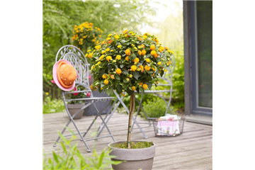 WIE GEHT... KüBEL BEPFLANZEN? WIE GEHT... KüBEL BEPFLANZEN?