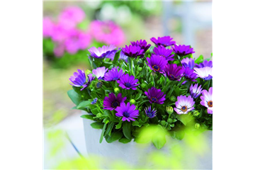 SOMMERLAUNE! SOMMERLAUNE!