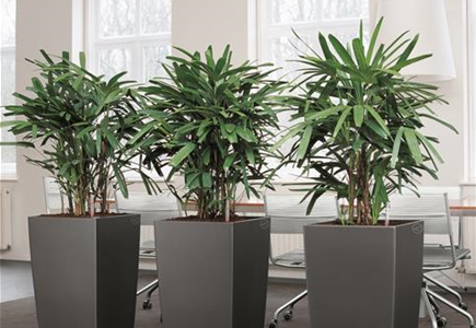 Innenraumbegrünung Innenraumbegrünung