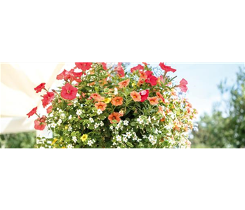 HäNGENDE GäRTEN FüR DEN BALKON