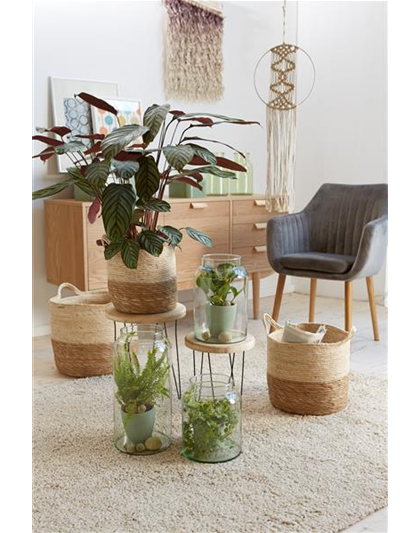 RAUMKLIMA MIT ZIMMERPFLANZEN!