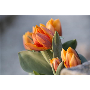 TULPE