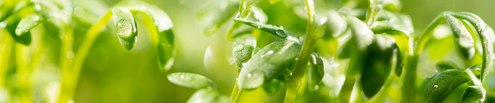 Pflanze des Monats Mai: Kresse