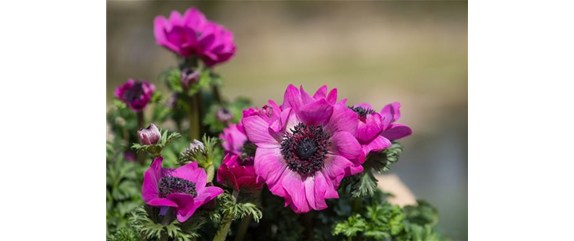 KRONENANEMONE