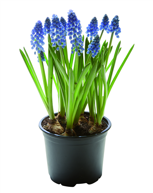 TRAUBENHYAZINTHE, MUSCARI ARMENIACUM