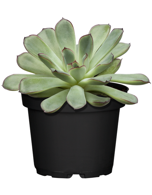 ECHEVERIE