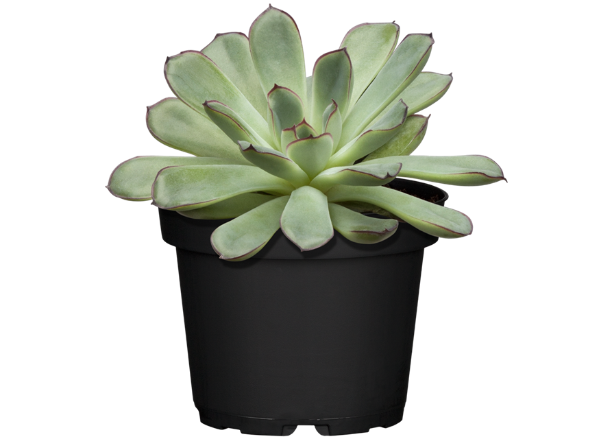 ECHEVERIE