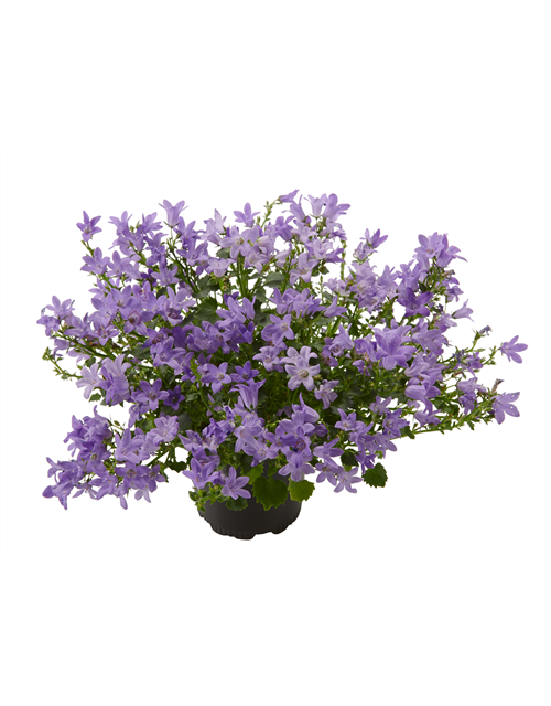 GLOCKENBLUME