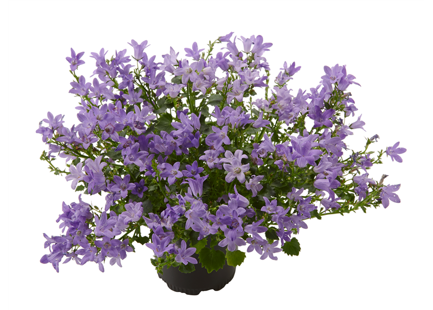 GLOCKENBLUME