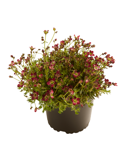 STAUDE 'ROCK COLLECTION®'