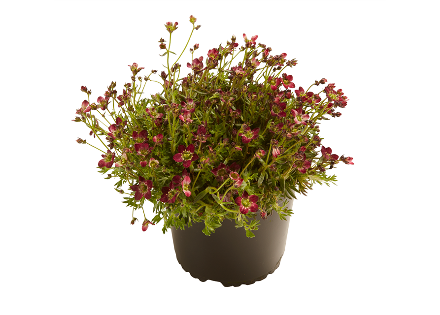 STAUDE 'ROCK COLLECTION®'