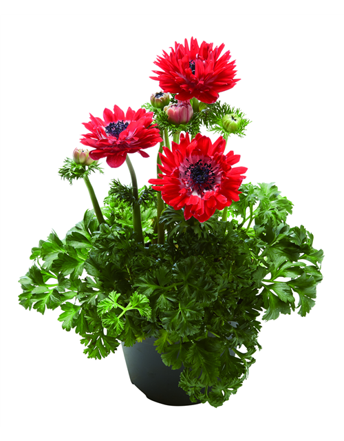 KRONEN-ANEMONE