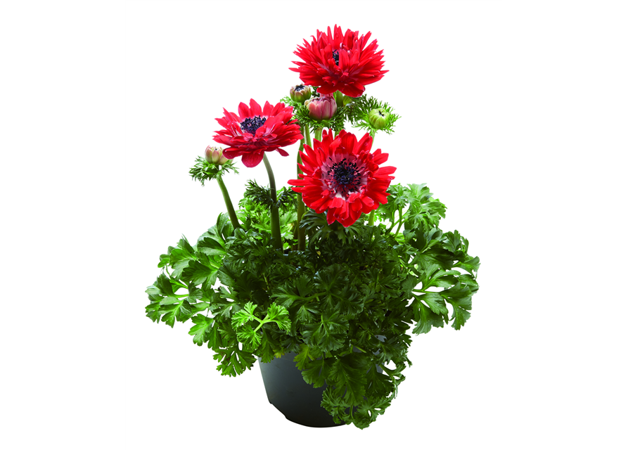 KRONEN-ANEMONE