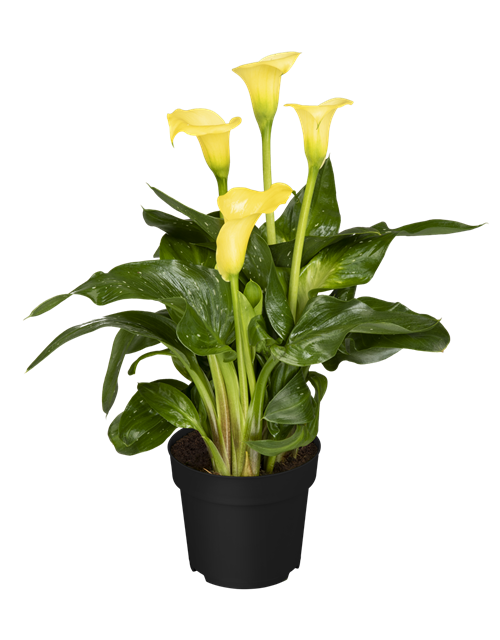 CALLA
