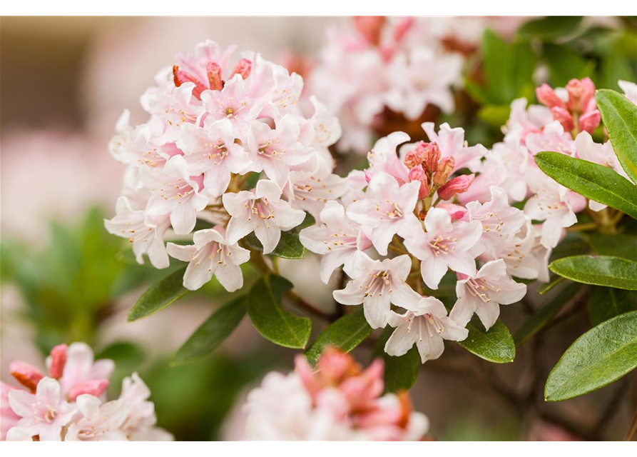 BLOOMBUX®