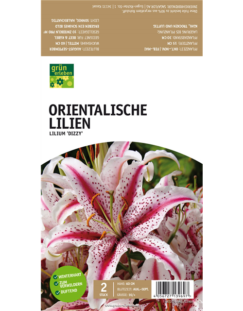 Orientalische Lilien