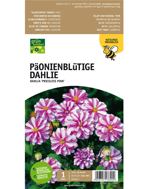 Päonienblütige Dahlie