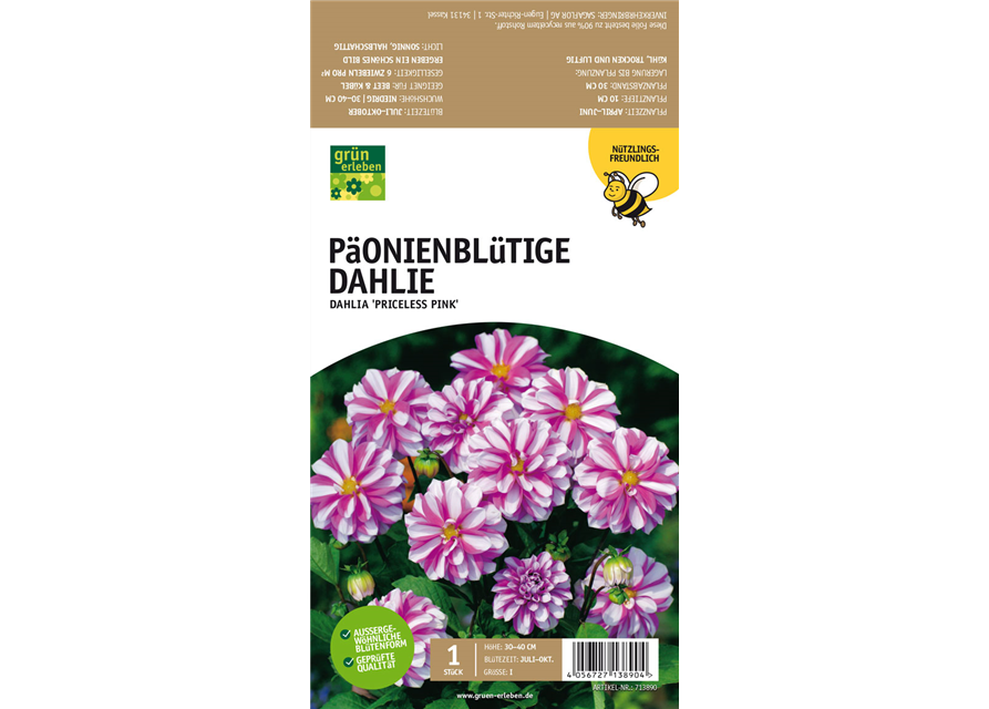 Päonienblütige Dahlie