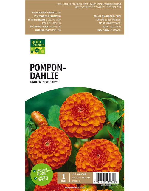 Pompon-Dahlie
