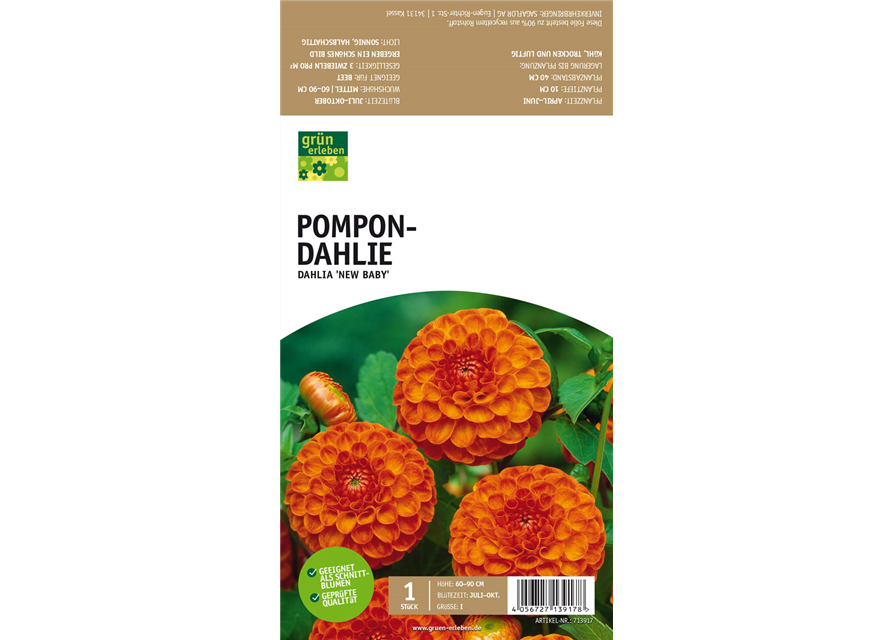 Pompon-Dahlie