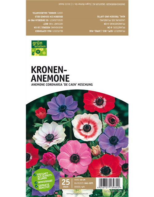 Kronen-Anemone
