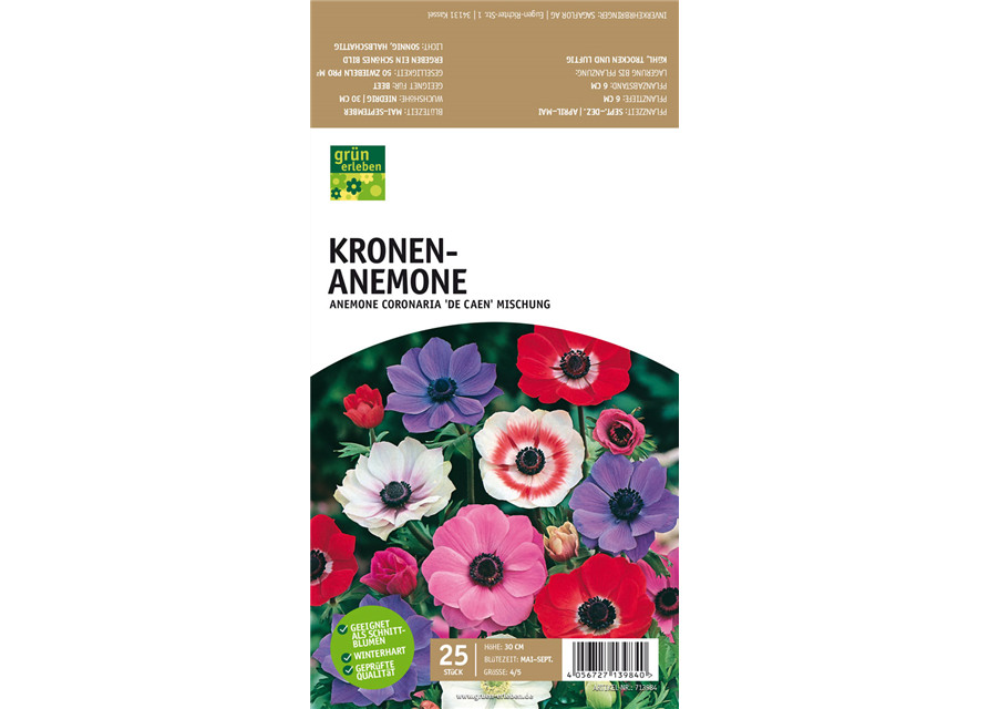 Kronen-Anemone