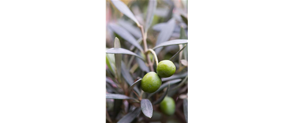 OLIVE