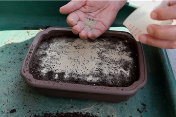 Basilikum - Aussäen von Samen Basilikum - Aussäen von Samen