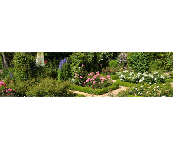 ROSEN & IHRE BEGLEITER!