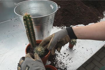 Kakteen - Einpflanzen in ein Gefäß Kakteen - Einpflanzen in ein Gefäß