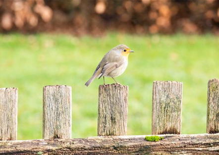 Ganzjahresfütterung von Wildvögeln