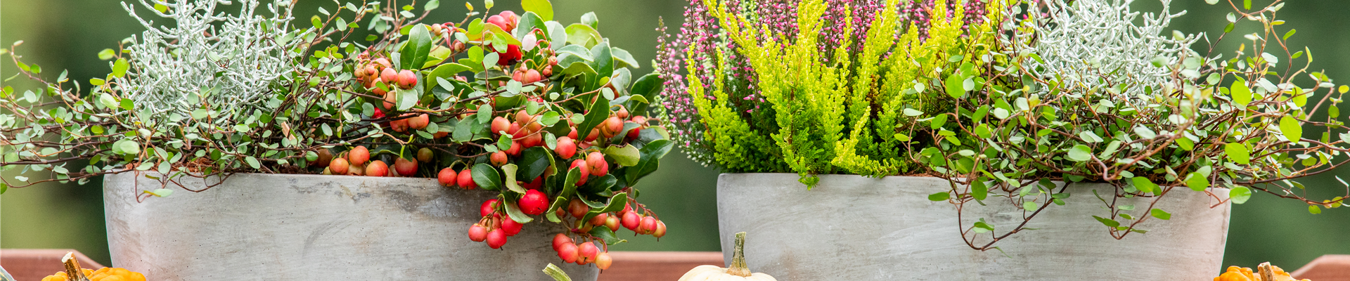 Pflanzgefäße im Herbst - Ambiente