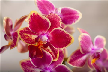 DIE ORCHIDEEN-KLASSIKER