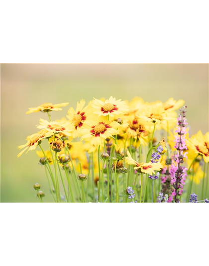 GARTEN-FEELING FüR DEN BALKON