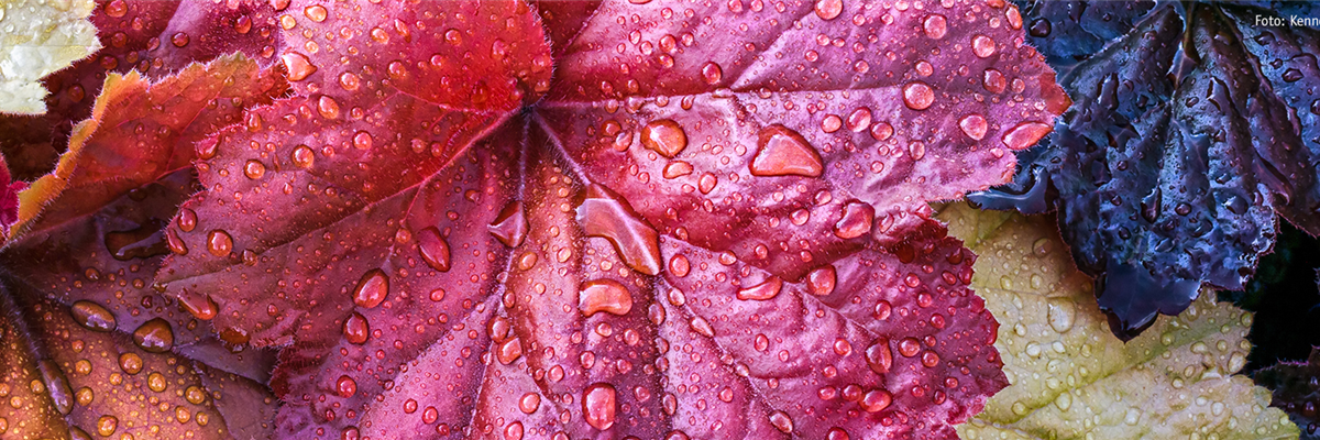 Pflanze des Monats Oktober: Purpurglöckchen