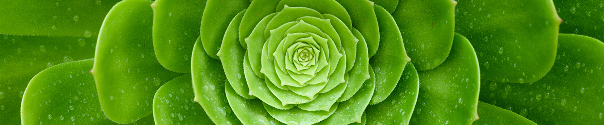 Pflanze des Monats Februar: Sukkulenten