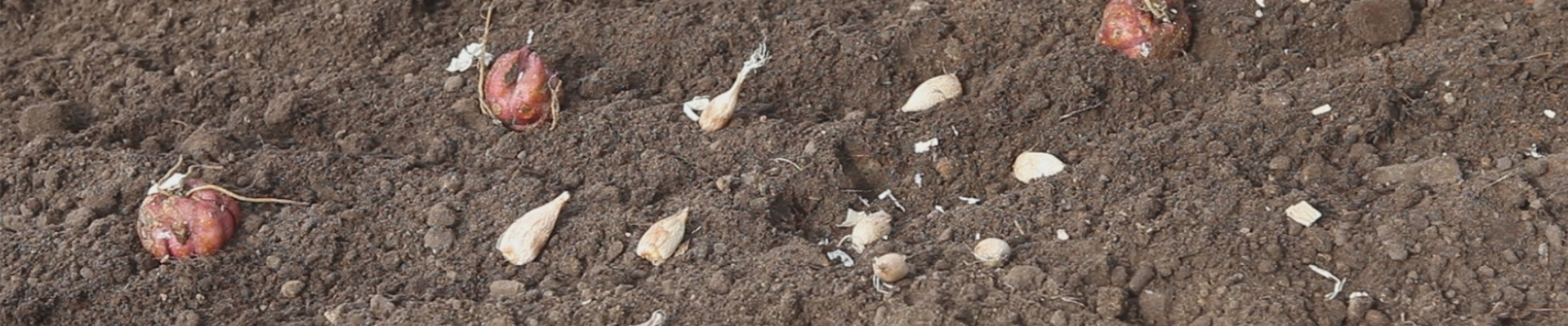 Blumenzwiebeln - Einpflanzen im Garten (thumbnail)