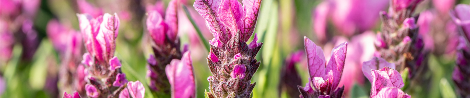 Lavandula stoechas 'Papillon'