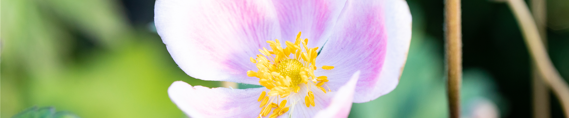 Anemone hupehensis 'September Charm'