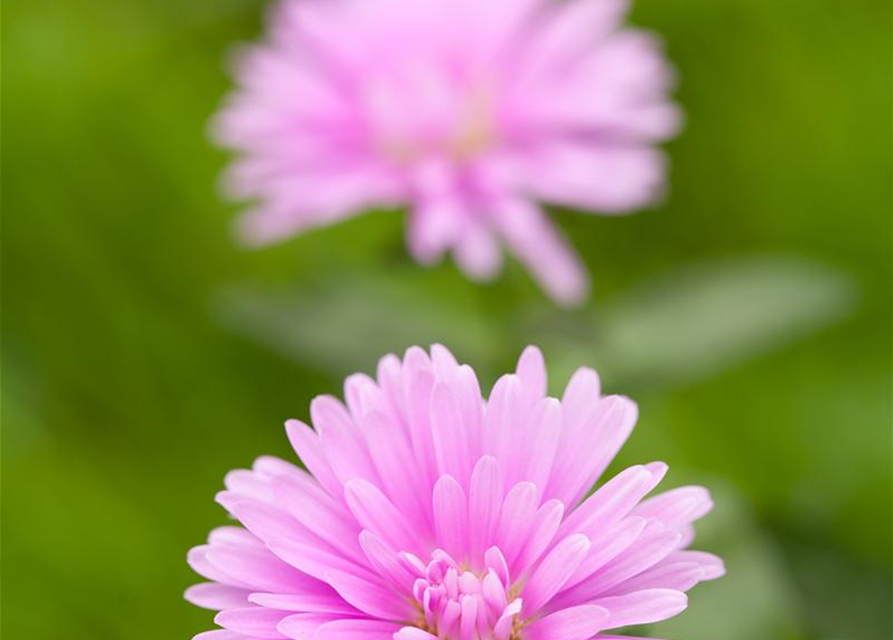Aster novi-belgii, rosa