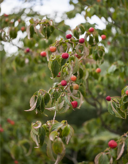 Cornus kousa