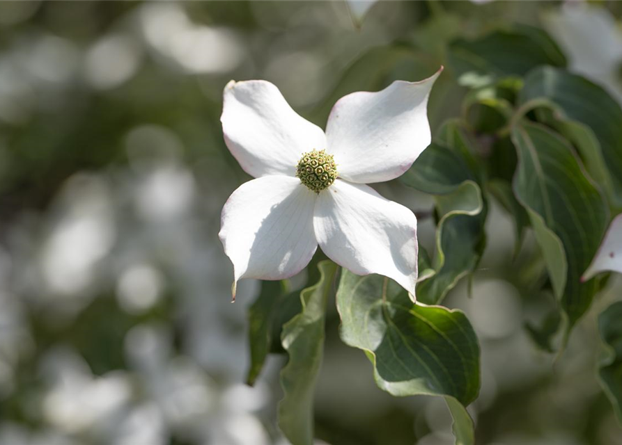 Cornus kousa 'Cappuccino'®