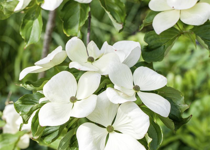 Cornus kousa 'Venus'®