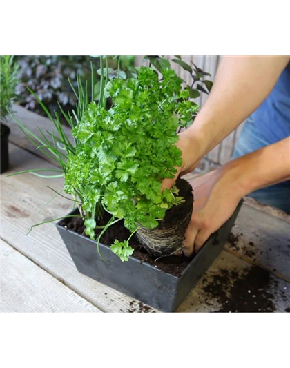 KRäUTERTOPF BEPFLANZEN