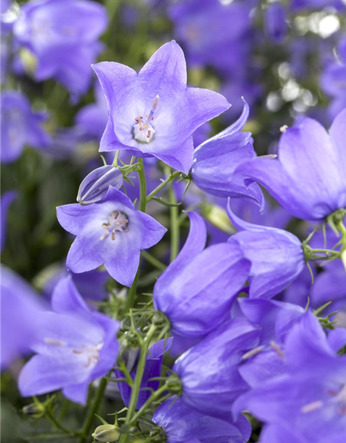 Campanula 'Mary Mee'®