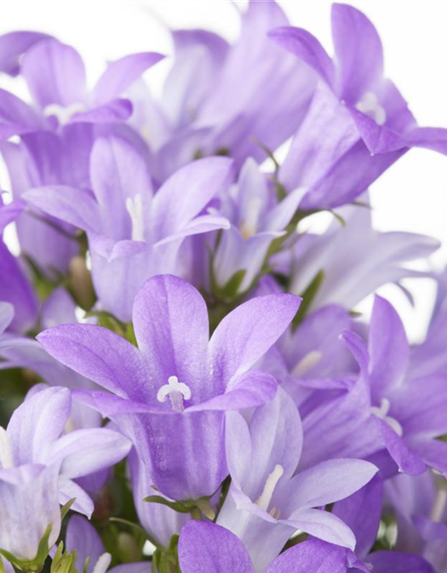 Campanula portenschlagiana 'Get Mee'®