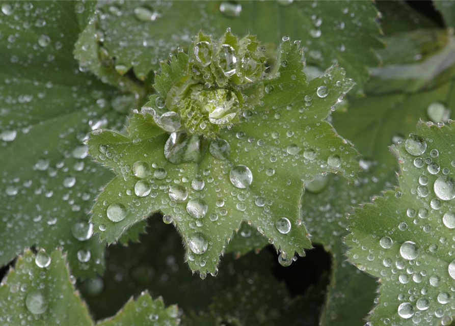 Alchemilla mollis