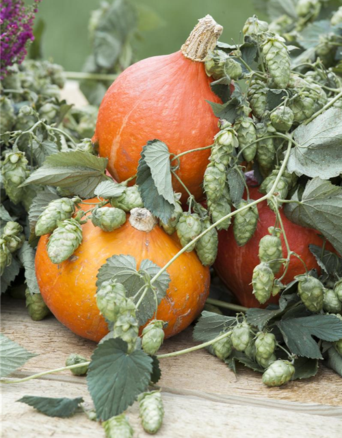 Cucurbita maxima