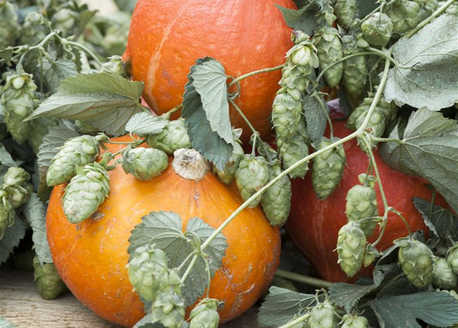 Cucurbita maxima
